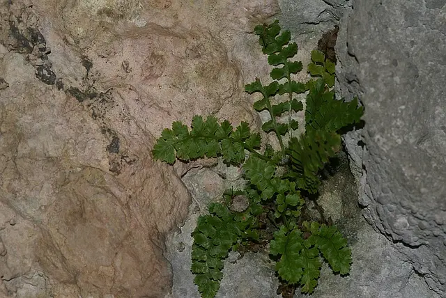 Doradille du Verdon