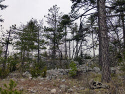 Forêt de Barbin Forêt de Barbin